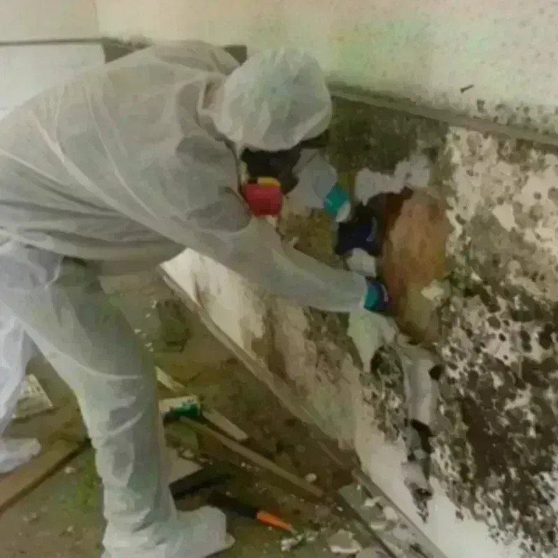 Mold Remediation and Removal in East Saint Louis, IL